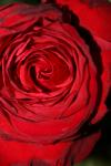<img100*0:stuff/z/73640/rose%2520ref%2520upload/i1266601380_16.jpg>
