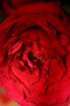<img100*0:stuff/z/73640/rose%2520ref%2520upload/i1266601381_17.jpg>
