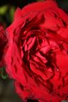 <img100*0:stuff/z/73640/rose%2520ref%2520upload/i1266601382_18.jpg>