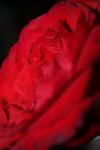 <img100*0:stuff/z/73640/rose%2520ref%2520upload/i1266601383_19.jpg>