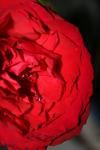 <img100*0:stuff/z/73640/rose%2520ref%2520upload/i1266601383_20.jpg>