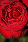 <img100*0:stuff/z/73640/rose%2520ref%2520upload/i1266602147_1.jpg>