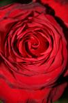 <img100*0:stuff/z/73640/rose%2520ref%2520upload/i1266602148_2.jpg>