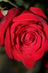 <img100*0:stuff/z/73640/rose%2520ref%2520upload/i1266602149_3.jpg>