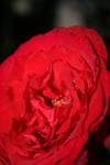 <img100*0:stuff/z/73640/rose%2520ref%2520upload/i1266602150_4.jpg>