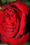 <img100*0:stuff/z/73640/rose%2520ref%2520upload/i1266602151_5.jpg>
