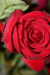 <img100*0:stuff/z/73640/rose%2520ref%2520upload/i1266602152_6.jpg>