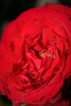 <img100*0:stuff/z/73640/rose%2520ref%2520upload/i1266602152_7.jpg>