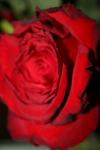 <img100*0:stuff/z/73640/rose%2520ref%2520upload/i1266602153_8.jpg>