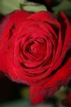 <img100*0:stuff/z/73640/rose%2520ref%2520upload/i1266602154_9.jpg>