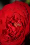 <img100*0:stuff/z/73640/rose%2520ref%2520upload/i1266602155_10.jpg>