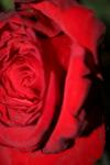 <img100*0:stuff/z/73640/rose%2520ref%2520upload/i1266602156_11.jpg>