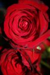 <img100*0:stuff/z/73640/rose%2520ref%2520upload/i1266602156_12.jpg>