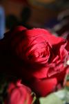 <img100*0:stuff/z/73640/rose%2520ref%2520upload/i1266602157_13.jpg>