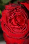 <img100*0:stuff/z/73640/rose%2520ref%2520upload/i1266602158_14.jpg>
