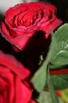 <img100*0:stuff/z/73640/rose%2520ref%2520upload/i1266602159_15.jpg>