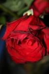 <img100*0:stuff/z/73640/rose%2520ref%2520upload/i1266602159_16.jpg>