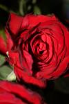 <img100*0:stuff/z/73640/rose%2520ref%2520upload/i1266602160_17.jpg>