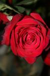 <img100*0:stuff/z/73640/rose%2520ref%2520upload/i1266602161_18.jpg>