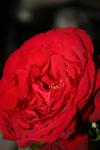 <img100*0:stuff/z/73640/rose%2520ref%2520upload/i1266602162_19.jpg>