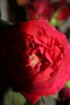 <img100*0:stuff/z/73640/rose%2520ref%2520upload/i1266602646_1.jpg>