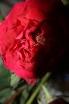 <img100*0:stuff/z/73640/rose%2520ref%2520upload/i1266602648_2.jpg>