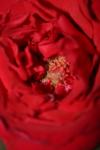 <img100*0:stuff/z/73640/rose%2520ref%2520upload/i1266602649_3.jpg>