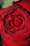 <img100*0:stuff/z/73640/rose%2520ref%2520upload/i1266602650_4.jpg>