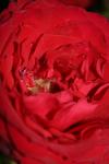 <img100*0:stuff/z/73640/rose%2520ref%2520upload/i1266602650_5.jpg>