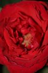 <img100*0:stuff/z/73640/rose%2520ref%2520upload/i1266602651_6.jpg>