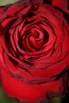 <img100*0:stuff/z/73640/rose%2520ref%2520upload/i1266602652_7.jpg>