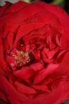 <img100*0:stuff/z/73640/rose%2520ref%2520upload/i1266602653_8.jpg>