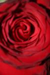 <img100*0:stuff/z/73640/rose%2520ref%2520upload/i1266602654_10.jpg>
