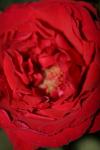 <img100*0:stuff/z/73640/rose%2520ref%2520upload/i1266602654_9.jpg>