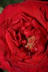 <img100*0:stuff/z/73640/rose%2520ref%2520upload/i1266602655_11.jpg>