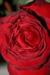 <img100*0:stuff/z/73640/rose%2520ref%2520upload/i1266602656_12.jpg>