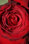 <img100*0:stuff/z/73640/rose%2520ref%2520upload/i1266602657_13.jpg>