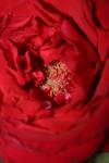 <img100*0:stuff/z/73640/rose%2520ref%2520upload/i1266602657_14.jpg>