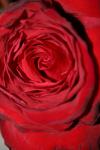 <img100*0:stuff/z/73640/rose%2520ref%2520upload/i1266602658_15.jpg>