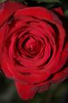 <img100*0:stuff/z/73640/rose%2520ref%2520upload/i1266602659_16.jpg>