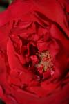 <img100*0:stuff/z/73640/rose%2520ref%2520upload/i1266602659_17.jpg>