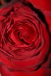 <img100*0:stuff/z/73640/rose%2520ref%2520upload/i1266602660_18.jpg>