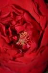 <img100*0:stuff/z/73640/rose%2520ref%2520upload/i1266602661_19.jpg>