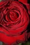 <img100*0:stuff/z/73640/rose%2520ref%2520upload/i1266602662_20.jpg>