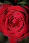<img100*0:stuff/z/73640/rose%2520ref%2520upload/i1266603142_1.jpg>