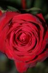 <img100*0:stuff/z/73640/rose%2520ref%2520upload/i1266603143_2.jpg>