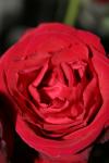 <img100*0:stuff/z/73640/rose%2520ref%2520upload/i1266603144_3.jpg>