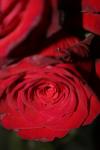 <img100*0:stuff/z/73640/rose%2520ref%2520upload/i1266603144_4.jpg>