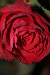 <img100*0:stuff/z/73640/rose%2520ref%2520upload/i1266603145_5.jpg>
