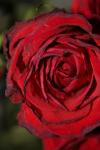 <img100*0:stuff/z/73640/rose%2520ref%2520upload/i1266603145_6.jpg>